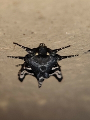 Phlogophora albovittata