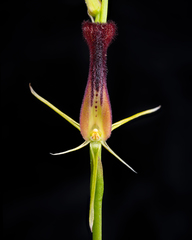Cryptostylis hunteriana