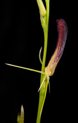 Cryptostylis hunteriana