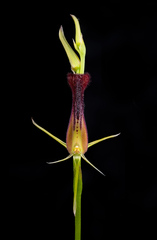 Cryptostylis hunteriana