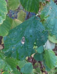 Phyllonorycter nicellii