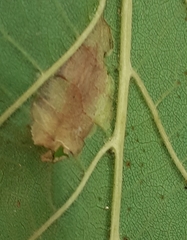 Phyllonorycter nicellii