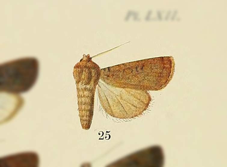 Euxoa robiginosa