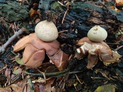 Geastrum rufescens