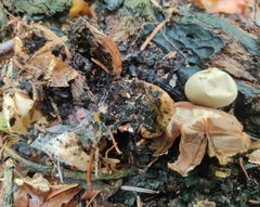 Geastrum rufescens