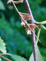 Semudobia skuhravae