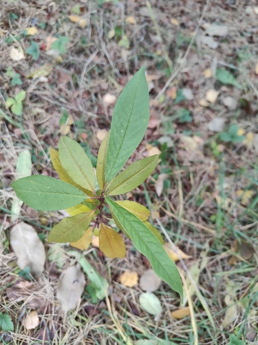Наблюдение на iNaturalist