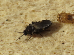 Forcipomyia bipunctata