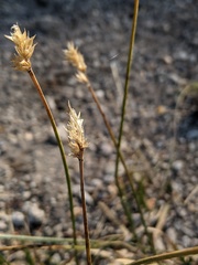 Divisae