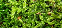 Hypnum jutlandicum