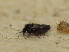 Forcipomyia bipunctata