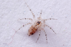 Araneae