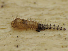 Forcipomyia bipunctata