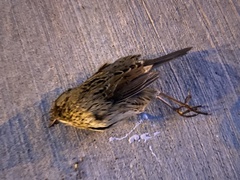 Melospiza lincolnii
