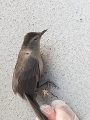 Dumetella carolinensis