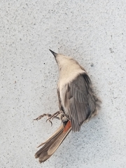 Dumetella carolinensis