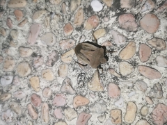 Chalcopis glandulosa