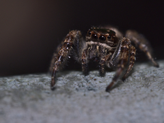 Macaroeris nidicolens