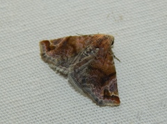 Eublemma apicimacula