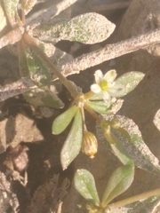 Mollugo verticillata