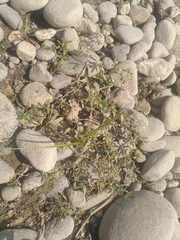 Mollugo verticillata