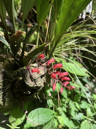 Comparettia rubriflora (Senghas) M.W.Chase & N.H.Williams 4
