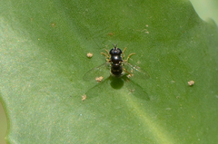 Paragus politus