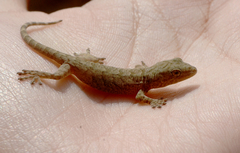 Gekko swinhonis