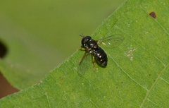 Paragus politus