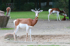Dama Gazelle photo 4