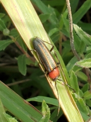 Mannophorus laetus