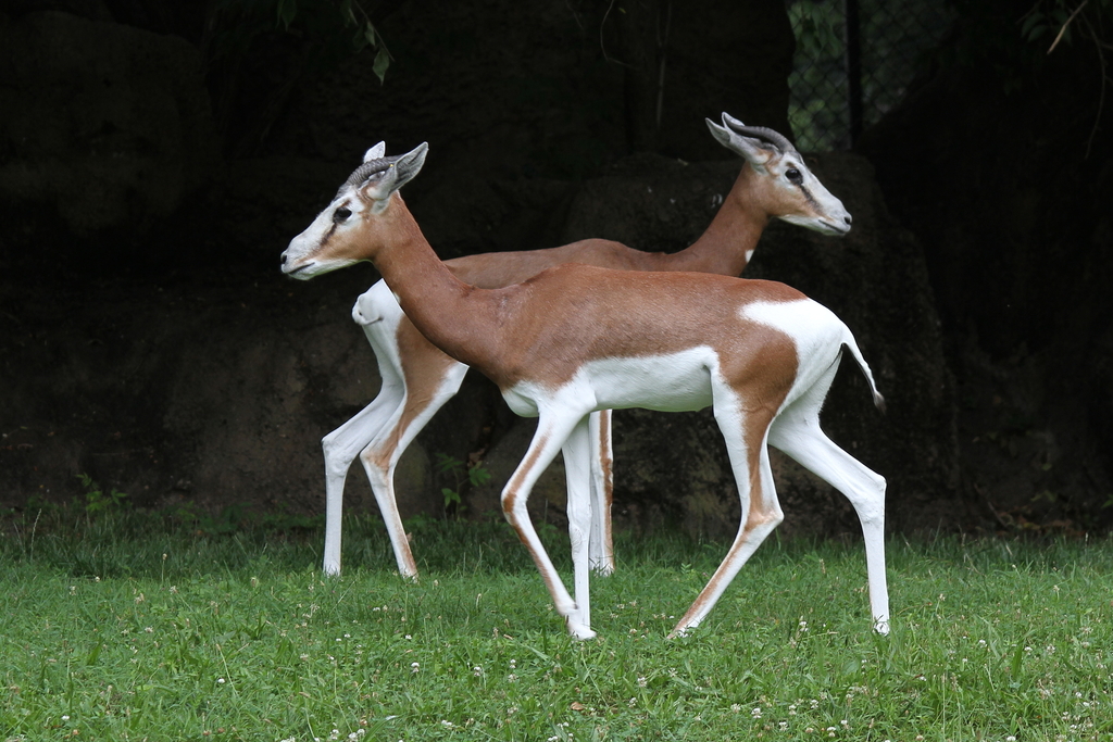 Dama Gazelle