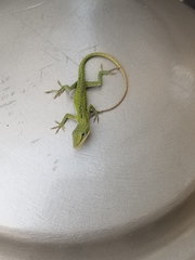 Anolis carolinensis