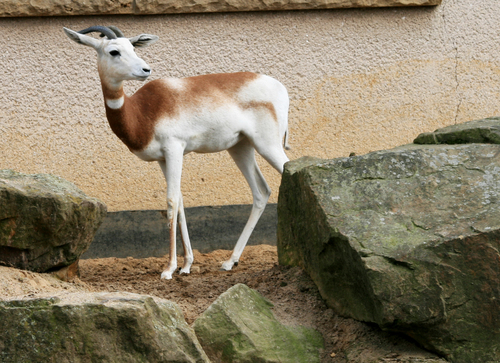 ダマガゼル