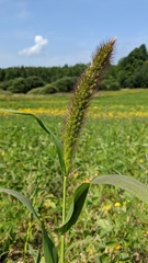 Setaria italica