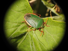 Edessa rufomarginata