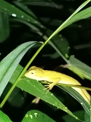 Calotes versicolor