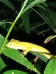 Calotes versicolor