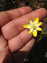 Platystemon californicus