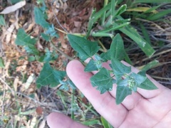 Chenopodium trigonon trigonon