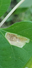 Calycomyza ipomaeae
