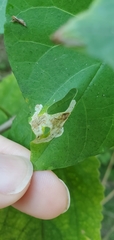 Calycomyza ipomaeae