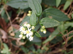 Aster formosanus