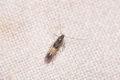 Cosmopterix macrula