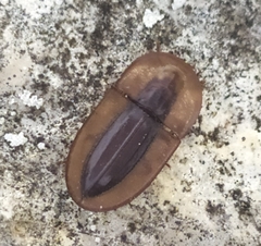 Cossyphus hoffmannseggi