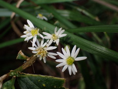 Aster formosanus