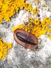 Cossyphus hoffmannseggi