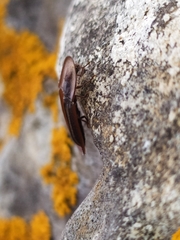 Cossyphus hoffmannseggi