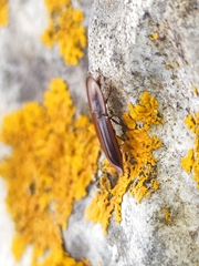 Cossyphus hoffmannseggi