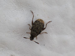 Acanthoscelides obtectus